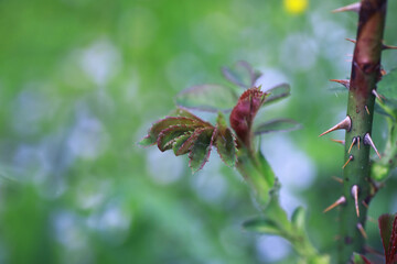 Plants and flowers macro. Detail of petals and leaves at sunset. Natural nature background.