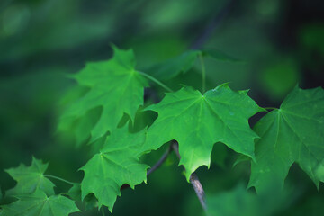 Spring nature background. Greenery of trees and grasses on a sunny spring morning. Forest landscape.