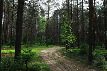 Fototapeta premium Fir branches with cones. Pinery. Trees in the forest. Glare of the sun.