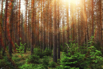 Pine forest. Trees in the forest. Fir branches with cones. Glare of the sun.