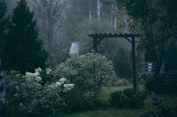misty foggy evening ornamental garden with wooden archway (pergola). Blooming hydrangea paniculata...