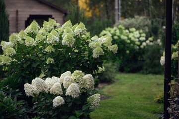 Hydrangea paniculata in summer cottage garden. Group of white blooming hydrangeas "Skyfall" and "Polar Bear"