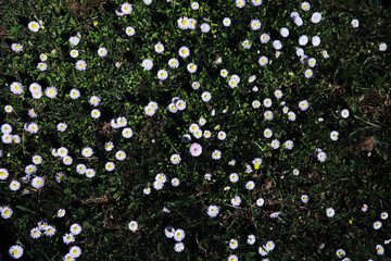Plants and flowers macro. Detail of petals and leaves at sunset. Natural nature background.