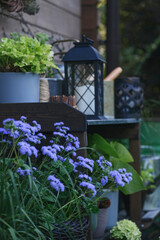 Fototapeta na wymiar rustic potting bench (gardener table) in summer garden decorated with ageratum in flowepots