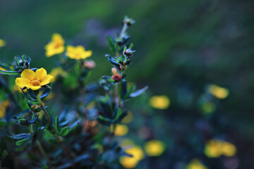 Plants and flowers macro. Detail of petals and leaves at sunset. Natural nature background.