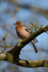 Chaffinch Chirping on a Tree Branch