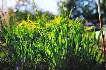 Greenery in a greenhouse. Fresh greens in the spring on the beds. Young sprouts of seedlings in the garden.