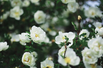 White flowers on a green bush. The white rose is blooming. Spring cherry apple blossom.