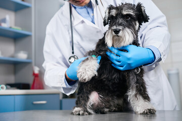 Veterinarian holding domestic dog's paw