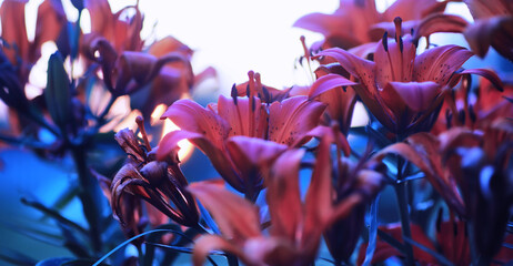 Plants and flowers macro. Detail of petals and leaves at sunset. Natural nature background.