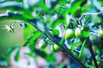 Greenery in a greenhouse. Fresh greens in the spring on the beds. Young sprouts of seedlings in the garden.