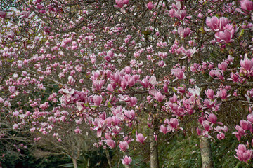 Obraz premium Magnolia branches in bloom