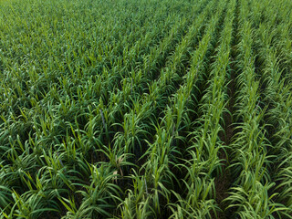 Aerial view of sugarcane plants growing at field
