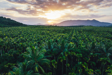 Aerial view of coconut tree field in the sunrise