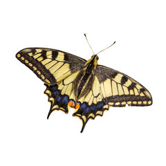 butterfly without background