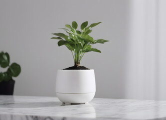 Houseplant in a white pot in a bright room on a white table