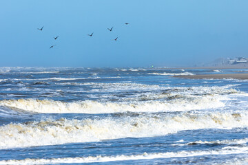 Seagulls flying over waves in the rough North sea close to the beach