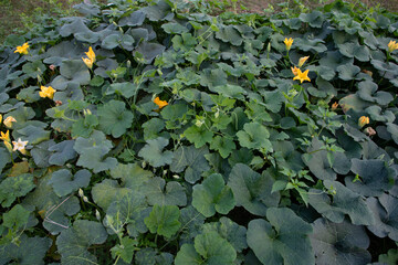 Green Organic vegetable sweet pumpkin Plantation in the garden