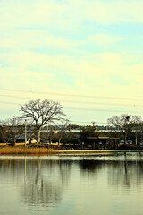 Fototapeta premium 冬の大百池公園
