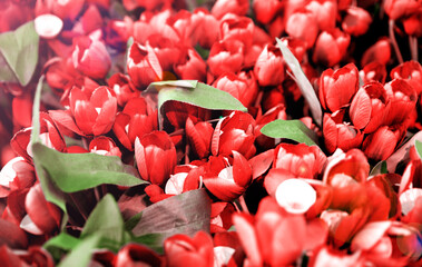 Modern Red color flowers collection wallpaper with sunlight from the side adding different shades...