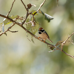 Black Throated Tit
