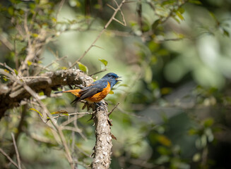 Blue Fronted Redstart