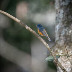 Blue Fronted Redstart