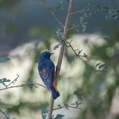 Blue Fronted Redstart