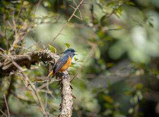 Blue Fronted Redstart