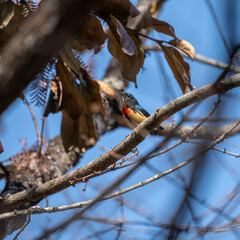 Fire Breasted Flowerpecker