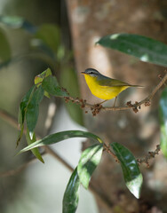 Gray Hooded Warbler