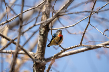Fire Breasted Flowerpecker