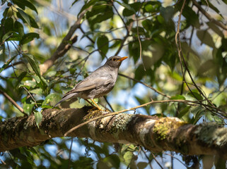 Tickells Thrush Perched on Branch