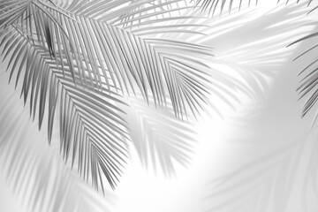 Top view of white tropical palm tree and shadow on white wall background, Minimal fashion summer holiday concept. Flat lay