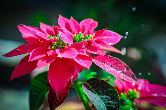 Captured on a rainy day, this medium-sized red flower stands out against a beautifully blurred background. The photograph was skillfully taken with a DSLR camera and expertly edited to enhance.