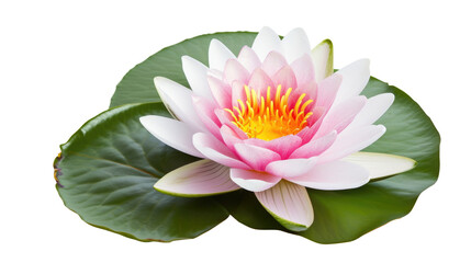 lotus water lily pink flower isolated on transparent - obrazy, fototapety, plakaty