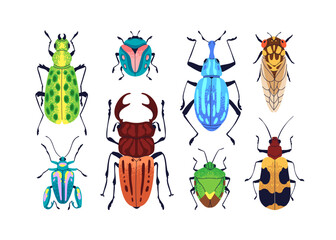Bugs set. Stag beetle, wasp, fancy animals. Bright colorful fauna species, top view, multicolored wings, different colored patterns. Flat graphic vector illustrations isolated on white background