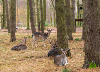 Damwild liegt auf dem Waldboden und ruht sich aus