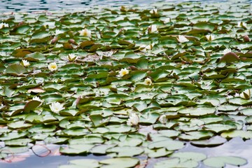 Lake Bled at Slovenian City of Bled with beautiful lotus flowers on a cloudy summer day. Photo taken August 8th, 2023, Bled, Slovenia.