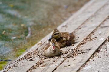 Close-up of three cute ducklings at lakeshore of Slovenian Lake Bled on a cloudy summer day. Photo taken August 8th, 2023, Bled, Slovenia.