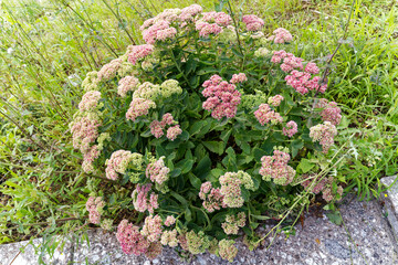 Beautiful blossoms of plant hylotelephium spectabile at public park at lakeshore of Lake Bled on a cloudy summer day. Photo taken August 8th, 2023, Bled, Slovenia.