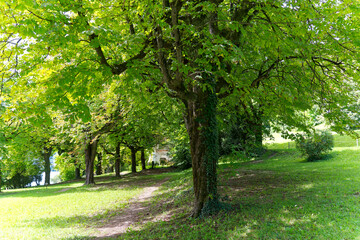 Fototapeta na wymiar Public park with idyllic tree alley at lakeshore of City of Bled on a blue cloudy summer day. Photo taken August 8th, 2023, Bled, Slovenia.