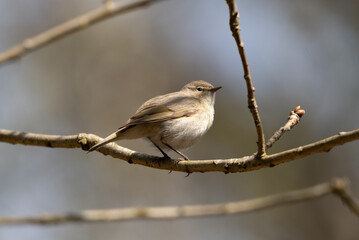 Chiffchaff on a Branch