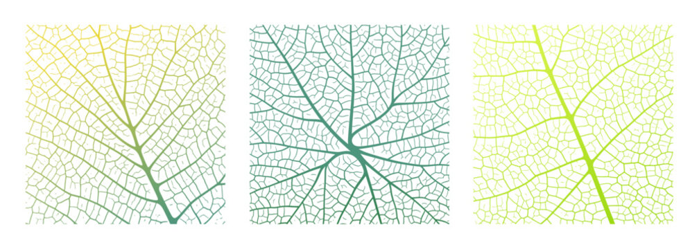 Leaf vein texture abstract background with close up plant leaf cells ornament texture pattern. Green and white organic macro linear pattern of nature leaf foliage vector illustration.
