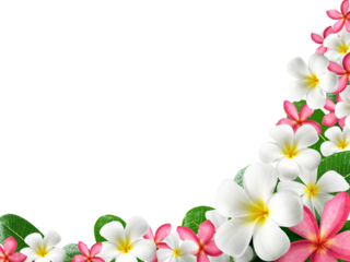 frangipani flower frame, transparent background