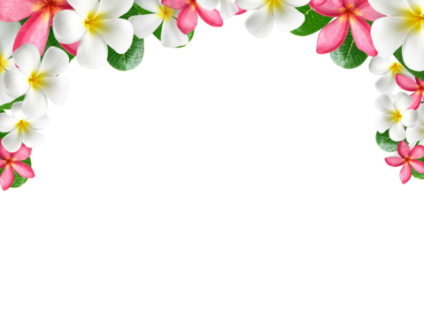 frangipani flower frame, transparent background