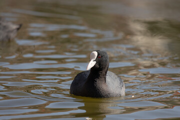 bird, 