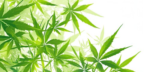 Fototapeta na wymiar cannabis sativa leaves