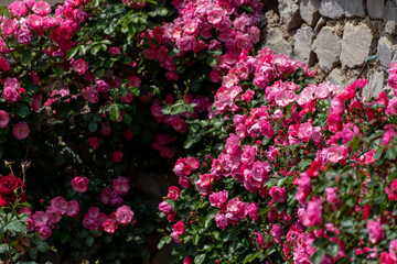 pink roses on a sunny day in the garden. Nature, summer, parks travel concept.
