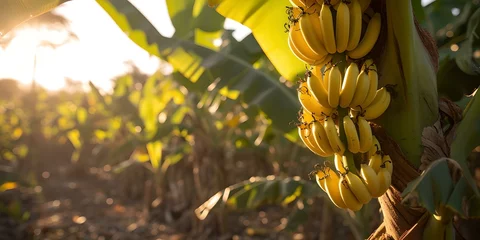 Foto op Plexiglas Ripe bananas hanging on a tree at sunset. golden hour in a tropical plantation. fresh, organic produce concept. agriculture and farming themed image. AI © Irina Ukrainets